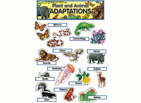Plant and Animal Adaptations Display Set