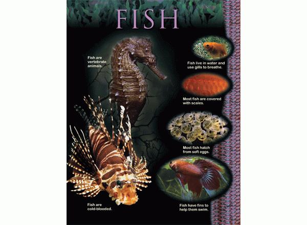 Fish Learning Chart