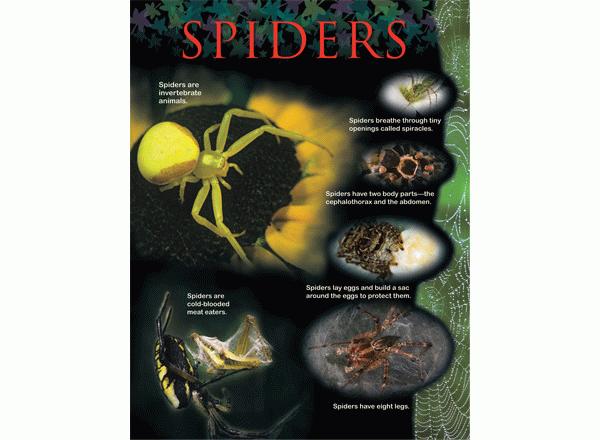 Spiders Learning Chart