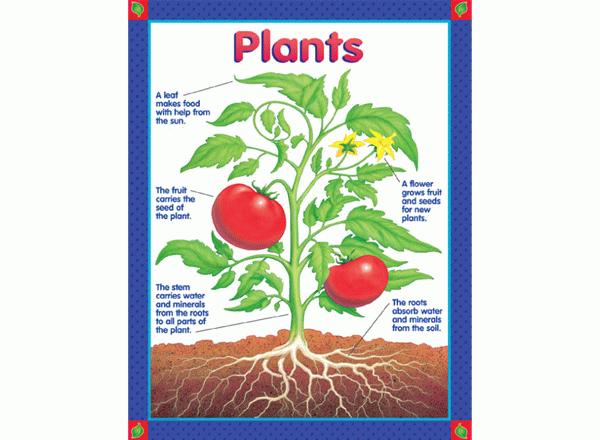 Parts Of The Plant Chart