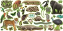 Rainforest Animal Cut-outs