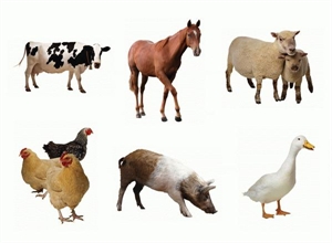 Farm Animals Cut outs Farm Animals Cut outs